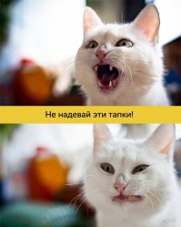 Кошачья жизнь - все как у людей
