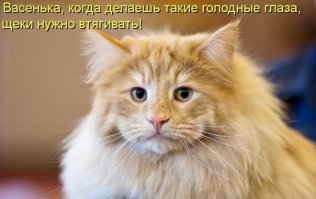 Кошачья жизнь - все как у людей