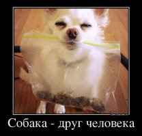 30 фотографий пожилых собак, которые растопят ваше сердце