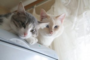 Мой кот тоже любит других животных а вот людей нет, когда он был ещё маленький котёнок я съехался со своей с девушкой, у которой уже был взрослый кот, они подружились, потом тот кот убежал в лес, когда его в очередной раз вывезли на дачу, и не вернулся, мой Роня тосковал, реально выл и искал братуху по всем углам, пришлось завести котёнка. Роня дня 3 к нему никого не подпускал, выл, орал... никому не дам... вылизывал его... прошло время, мы разошлись, но вот сын попросил на день рождения котёнка, выбрали, съездили, забрали, так Роня его как своего принял, уже почти 2 года вместе живут, а всё его опекает, и не дай бог кому-нибудь маленького обидеть, прилетает и давай опекать.