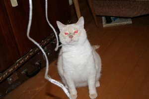 У меня почти с таким же характером, помесь тайца с сибирской кошкй, сейчас уже лет 9 ему, накопил жирка и обленился, но дом блюдёт, когда злится или в азарт впадает, то глаза как кровью наливаются, красные...