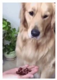 бедный пёсик, прям сильно огорчился 
хозяин видимо не разрешает хавать с другой руки раз у него такая реакция. собакэн понимает: "вот я опять лоханулся мля"