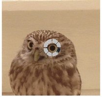 сова прикольно загружается