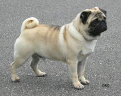 На картинках собаки одной породы. Поработали заводчики-селекционеры.