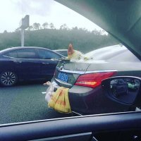 бюджетный парктроник