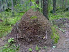 10. Муравьиная ферма
Цена: 1 000 935,88 руб. - КУПИТЬ 
Из отзывов: "Формикарий оказался выше всяких похвал! Мне он очень понравился. Идеально подходит для содержания мелких видов муравьёв, например Messor structor. Думаю, поместится колония около 50000000000 мурашиков. 
Мозги в комплекте не идут. Кому нужны, то придётся докупать отдельно".