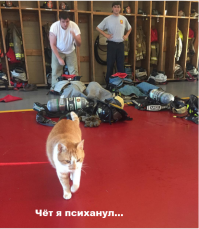 Котёнок помогает пожарным справляться со стрессом после тяжёлых вызовов