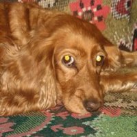 Моя Лека ушла на радугу год назад
ей было 15 лет