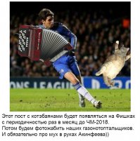 Что будет, если добавить в футбол немного котов?