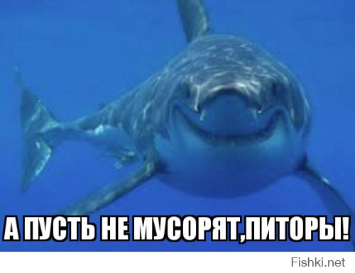 Акулы в Челябинске? Правда или показалось