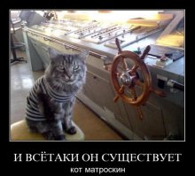 Самые необычные котики на планете