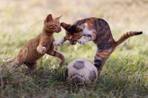 Людей тоже можно убрать, коты вполне самодостаточны)