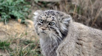 Выглядят, как неудачные татуировки