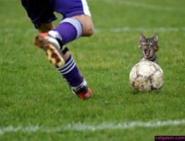 Что будет, если добавить в футбол немного котов?