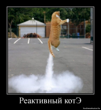 Животные, у которых сна либо вовсе нет, либо почти нет