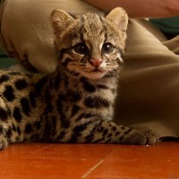 Красавица онцилла:)