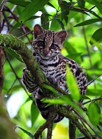 Красавица онцилла:)