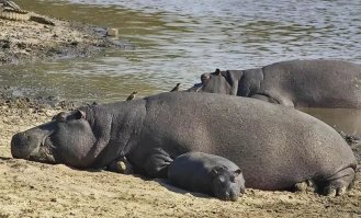 автор, вот так бегемоты спят, они спят на суше
даже в передаче, в мире животных показывали что ни выходят на сушу и все там в кучке спят