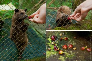 Самый дорогой? о0 Кофе Black Ivory ("Черная слоновая кость") 
 Вот сейчас обидно было. Копи лю вак (индон. kopi luwak) самый дорогой кофе в мире. Его стоимость колеблется от 250 до 1200 долларов за килограмм. (С)перто из Вики.