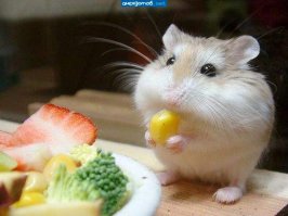 Очаровательные портреты, которые изменят ваше представление о крысах