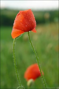 Снимал конечно