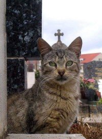 Очень колоритные уличные коты. Часть 5