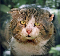 Очень колоритные уличные коты. Часть 5