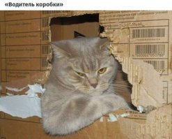 Очень колоритные уличные коты. Часть 5