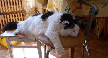 Кошачья жизнь - все как у людей