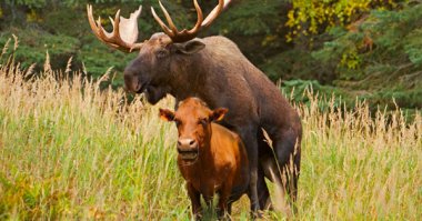Их атаковали лоси, и они выжили