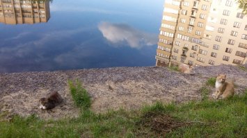 "Два кота и Москва вверх ногами.
автор: Цветана Грибница"
Интересно, какого из трех котов не заметила авторша фотки? :)