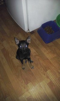 Мы тоже подобрали щенка. Месяц назад подкинули ночью в подъезд. Узнали о том, что щен в подъезде, только потому что наш немец скулил под дверью. Открыли, а там это чудо с заплывшими глазами, на одном было бельмо, раздутый от глистов живот, авитаминоз, на утро к ветеринару отвезли. На поправку пошла очень быстро, теперь растёт как на дрожжах)