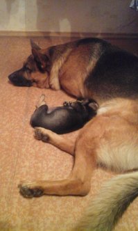 Мы тоже подобрали щенка. Месяц назад подкинули ночью в подъезд. Узнали о том, что щен в подъезде, только потому что наш немец скулил под дверью. Открыли, а там это чудо с заплывшими глазами, на одном было бельмо, раздутый от глистов живот, авитаминоз, на утро к ветеринару отвезли. На поправку пошла очень быстро, теперь растёт как на дрожжах)