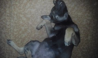 Мы тоже подобрали щенка. Месяц назад подкинули ночью в подъезд. Узнали о том, что щен в подъезде, только потому что наш немец скулил под дверью. Открыли, а там это чудо с заплывшими глазами, на одном было бельмо, раздутый от глистов живот, авитаминоз, на утро к ветеринару отвезли. На поправку пошла очень быстро, теперь растёт как на дрожжах)