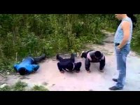 И это....гости из союзных республик.....нормы ГТО подтяните! Пригодится!


Ну а п@даросне вообще лучше воздержаться от прогулок