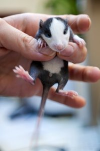 Очаровательные портреты, которые изменят ваше представление о крысах