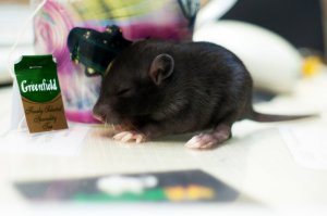 Очаровательные портреты, которые изменят ваше представление о крысах