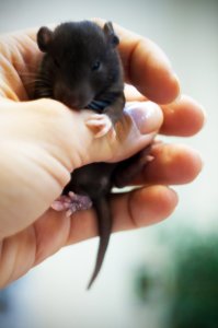 Очаровательные портреты, которые изменят ваше представление о крысах