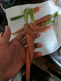 Любовь-морковь.