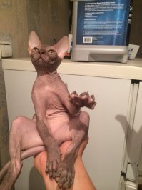 О вреде хамства