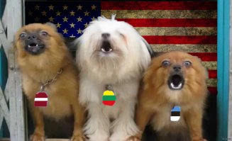 Забавные собаки, смешно танцуют