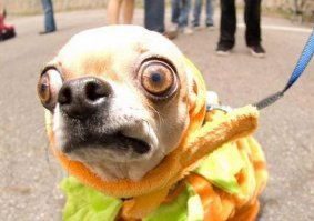 Забавные собаки, смешно танцуют