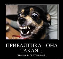 Забавные собаки, смешно танцуют