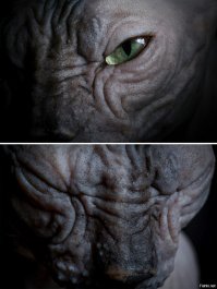 10 редких диких котов, о которых слышали лишь немногие