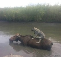 Животные - они такие.