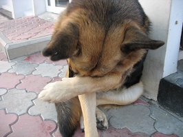 Хозяин научил своего пса лаять шепотом