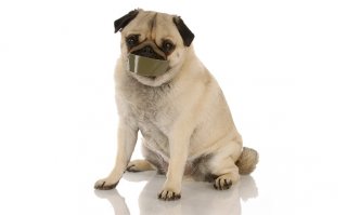 Хозяин научил своего пса лаять шепотом