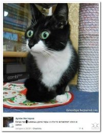 Очень колоритные уличные коты. Часть 5