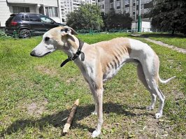 Не знаю, где вы увидели уипЛет, я написал уипПет:)
А вот и он. Зовут Джим, но по понятным причинам его второе имя - Толстый