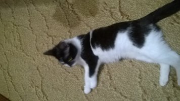 Милая супруга принесла задрыгу - говорит - выполз из кустов и пополз к ногам. Зацепился когтями за ноги и не хотел отпускать))
Принесли, отмыли, накормили. Кошка позаражала всех лишаем стригущим...Месяц жила в гаражном боксе на карантине)) лечил, уколы колол)) Рядом пес живет ( охранник) и надо было видеть как эта задрыга отжимает еду у собаки)))
Ничего, вылечили)) сейчас член семьи))Буська